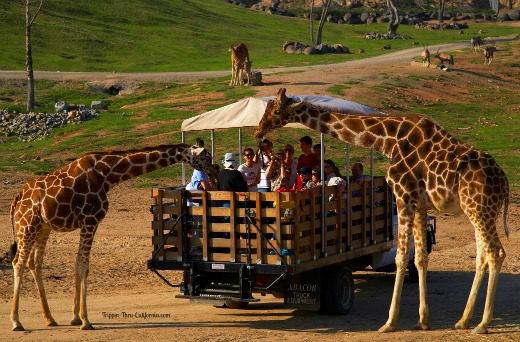 drive through safari san diego