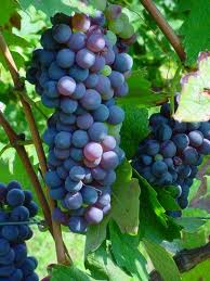 Barbera Grapes...